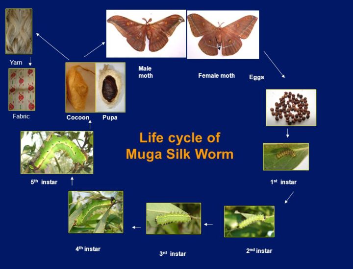 mulberry_life_cycle mulberry_life_cycle