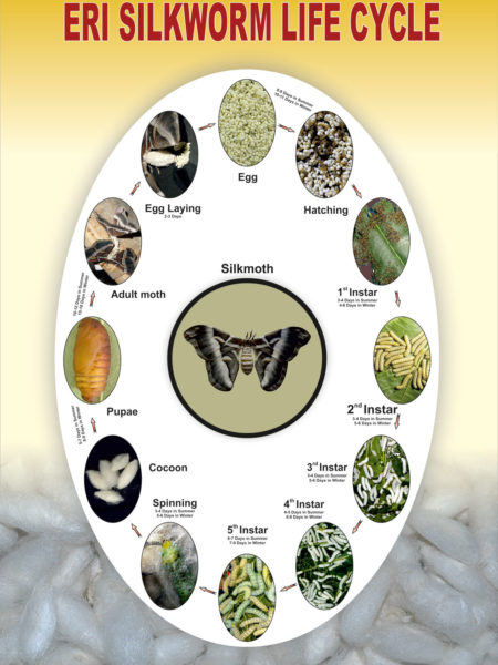 ERI-SILKWORMlife-cycle-chart ERI-SILKWORMlife-cycle-chart