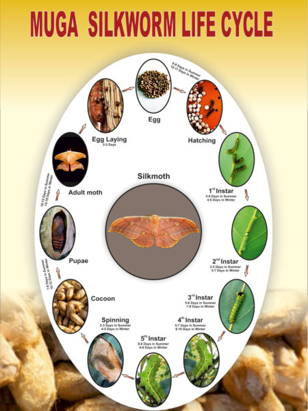 MUGA-SILK-WORM-life-cycle-chart MUGA-SILK-WORM-life-cycle-chart